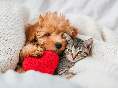 REGALOS PERSONALIZADOS PARA MASCOTAS. Collares, comederos, bandanas o pañuelos y chapas.